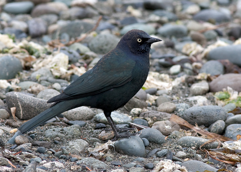 Brewer's Blackbird