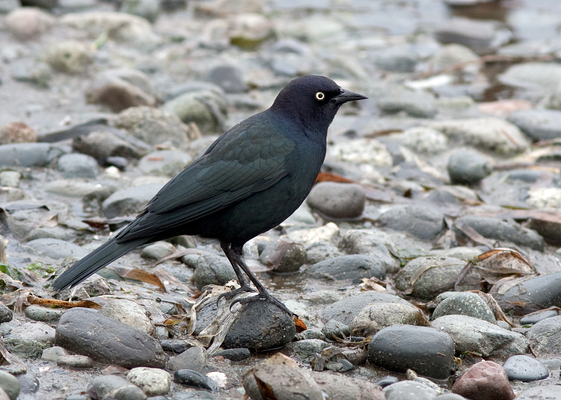 Brewer's Blackbird