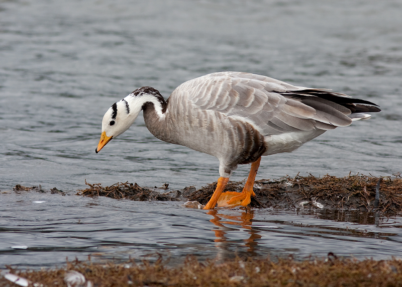 Bar-headed Goose