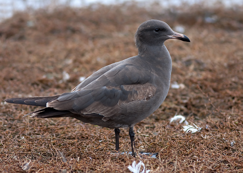 Heermann's Gull