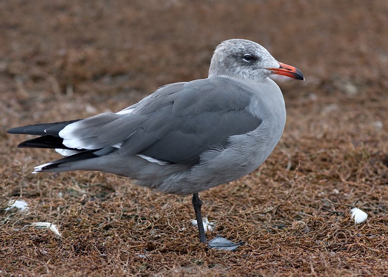 Heermann's Gull