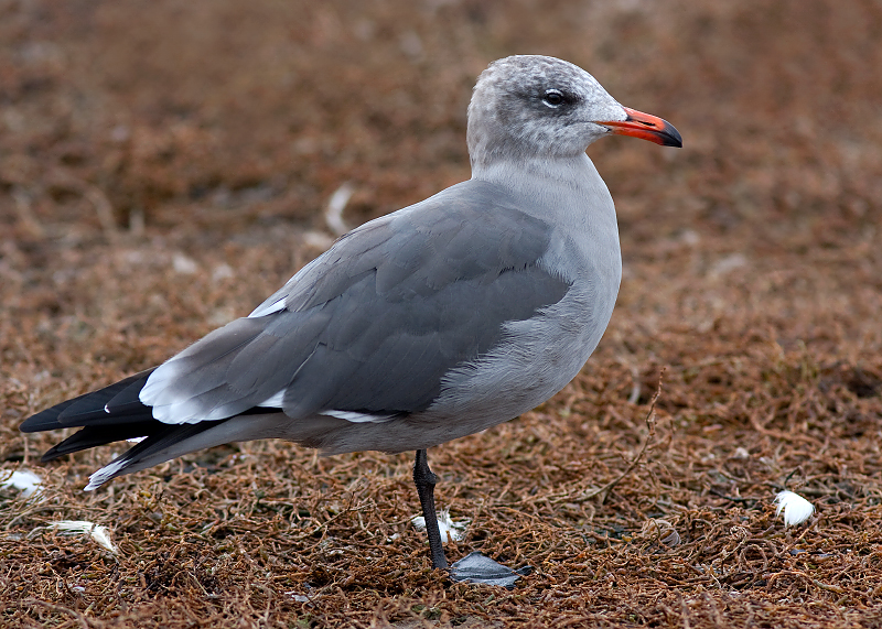 Heermann's Gull