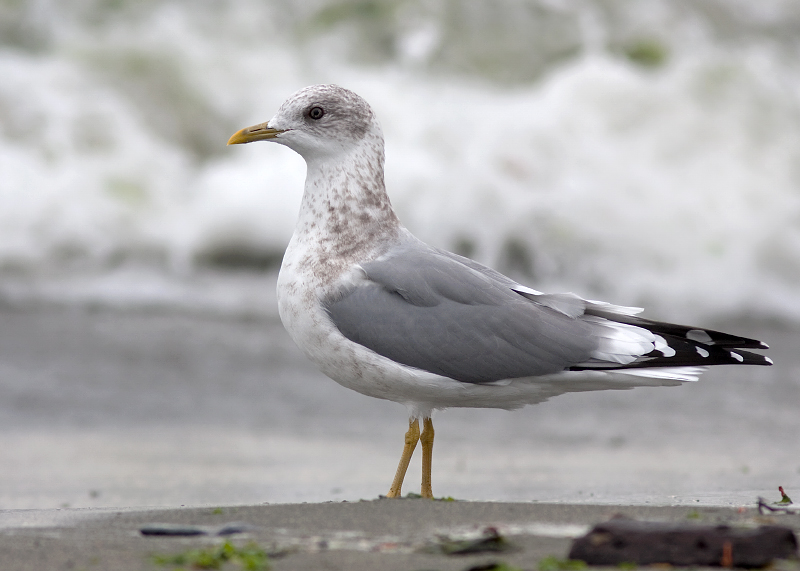 Short-billed Gull