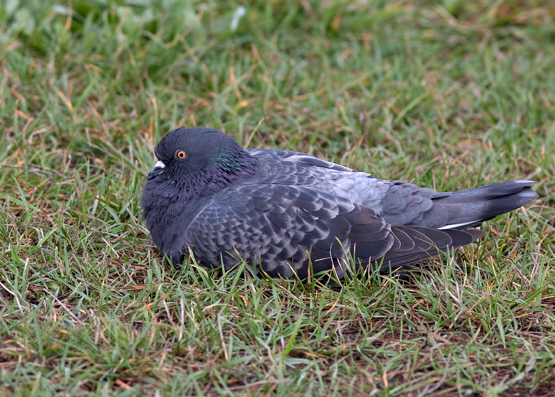 Rock Pigeon