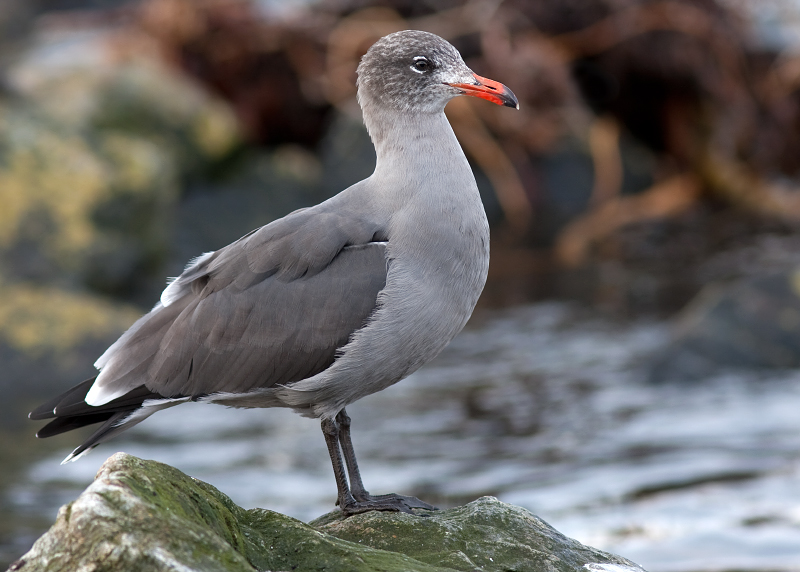 Heermann's Gull