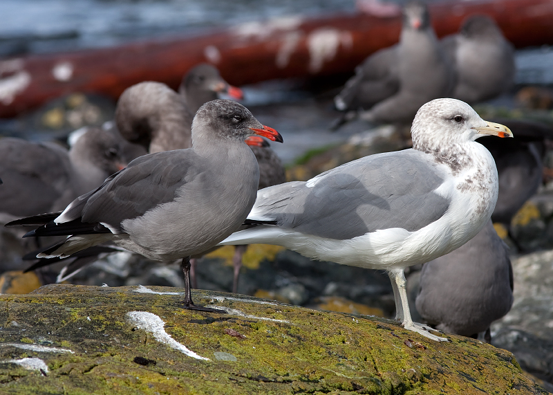 Heermann's Gull & California Gull