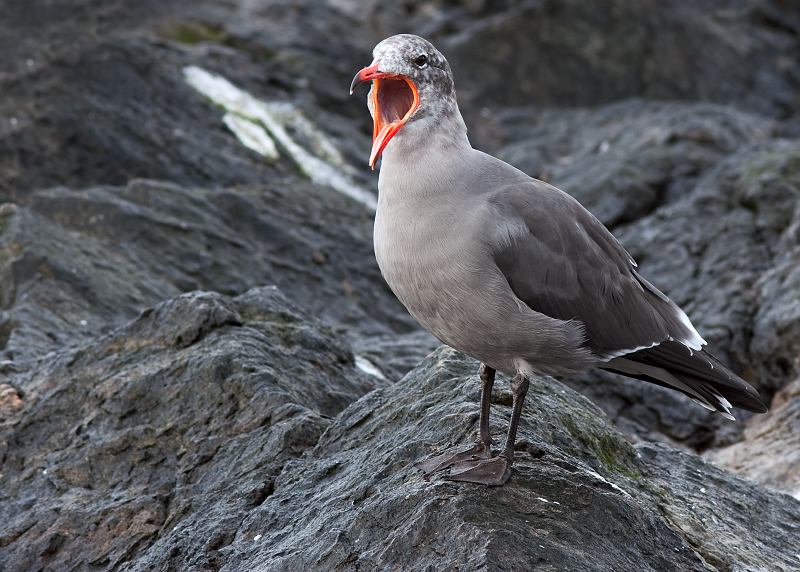 Heermanns Gull