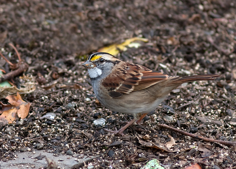 White-throated Sparrow