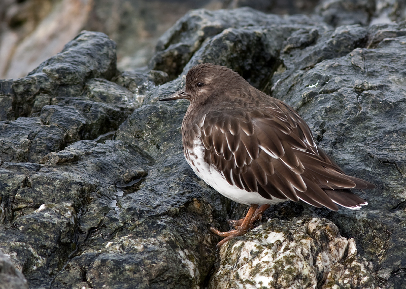 Black Turnstone