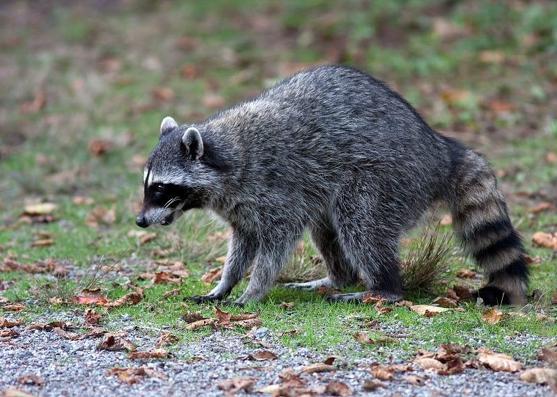 Raccoon