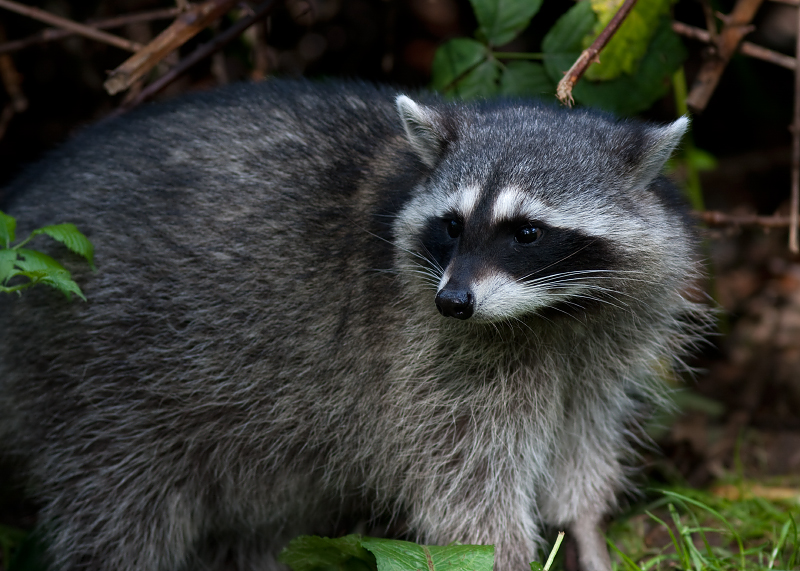 Raccoon