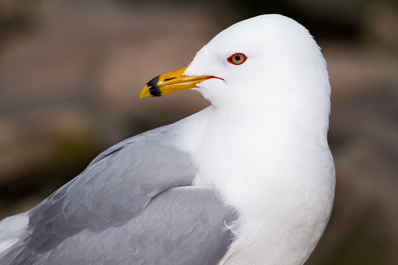 Ring-billed Gull