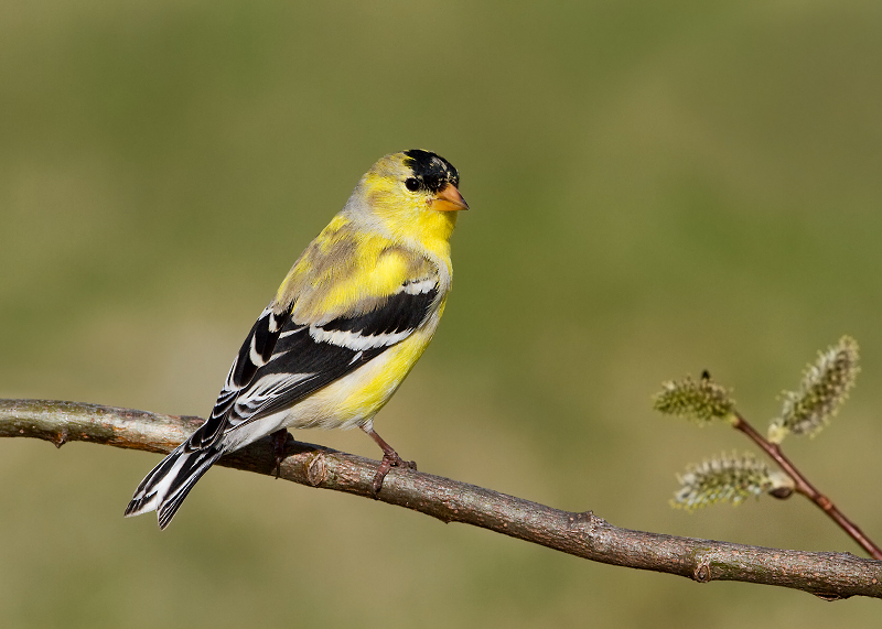 American Goldfinch