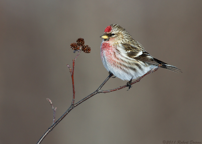 Common Redpoll