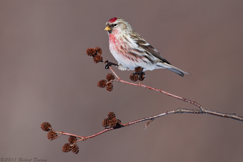 Common Redpoll