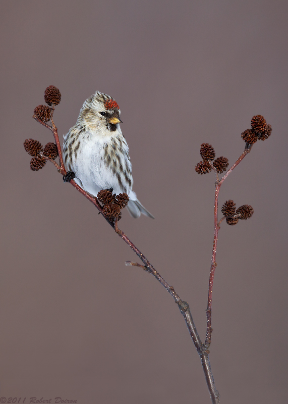 Common Redpoll