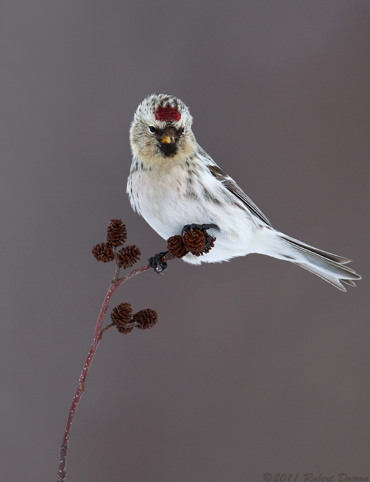 Hoary Redpoll