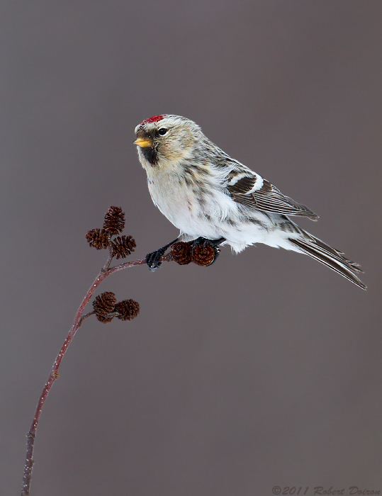 Hoary Redpoll