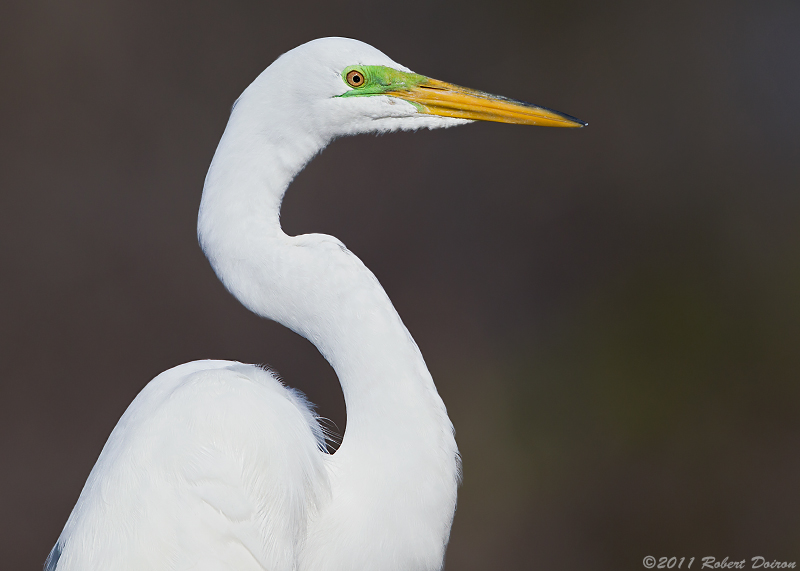 Great Egret