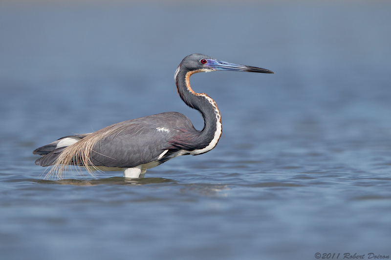 Tricolored Heron