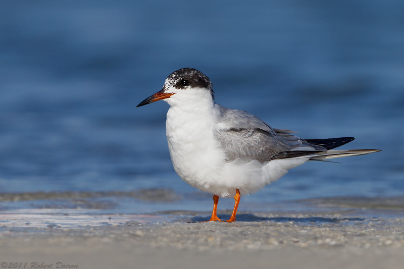 Forster's Tern