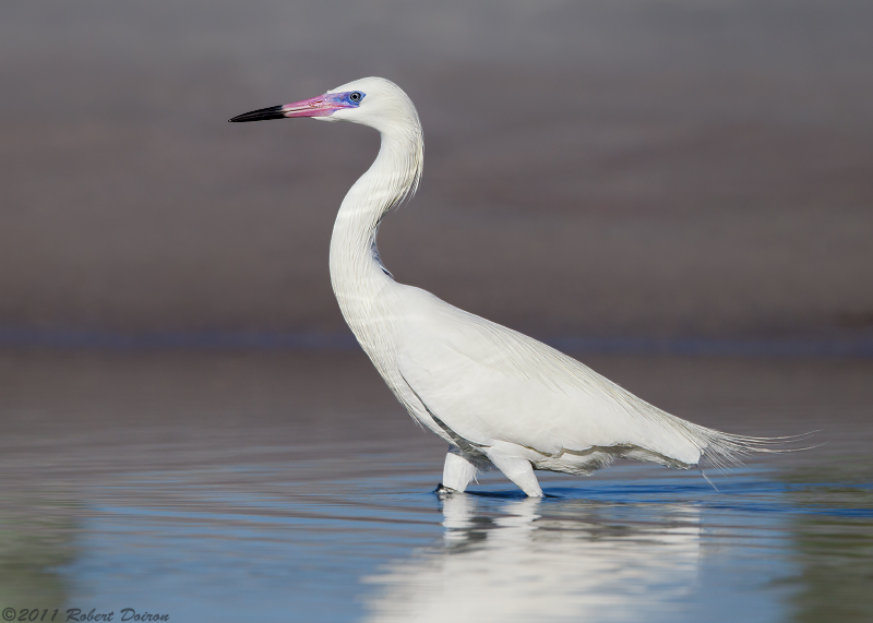 Reddish Egret