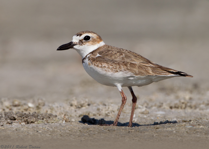 Wilson's Plover