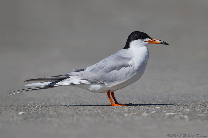 Forster's Tern