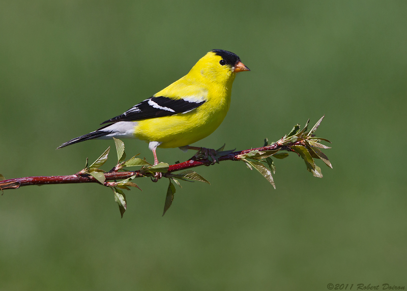 American Goldfinch