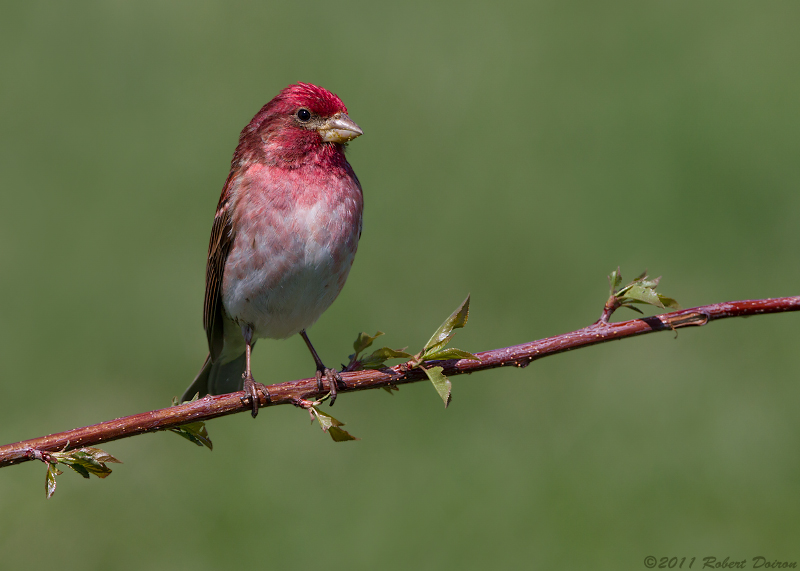 Purple Finch