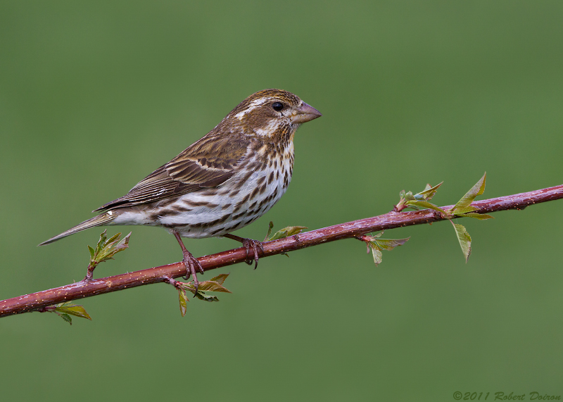 Purple Finch