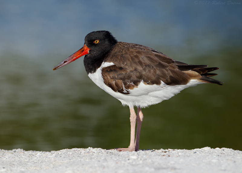 American Oystercatcher