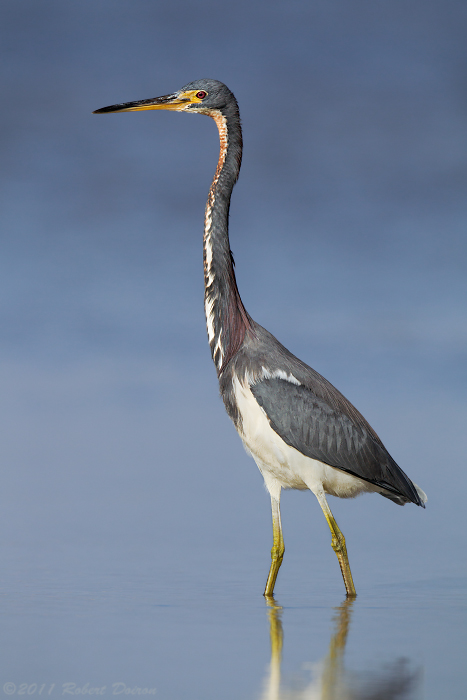 Tricolored Heron