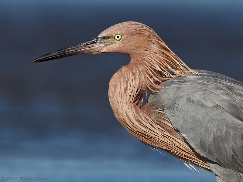 Reddish Egret