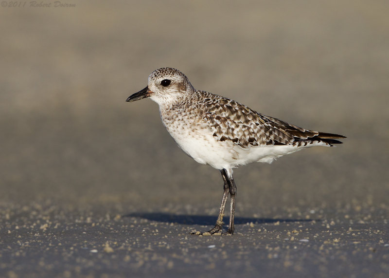 Black-bellied Plover