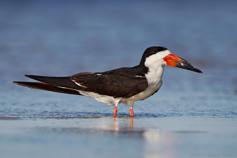 Black Skimmer