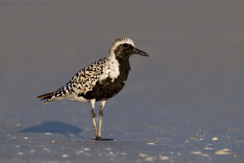 Black-bellied Plover