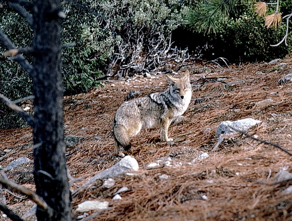 Coyote