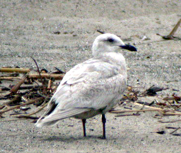 Glaucous-winged Gull (Larus glaucescens)