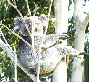 Koala Bear Au.