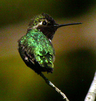 Black-chinned Hummingbird  (Archilochus alexandri)