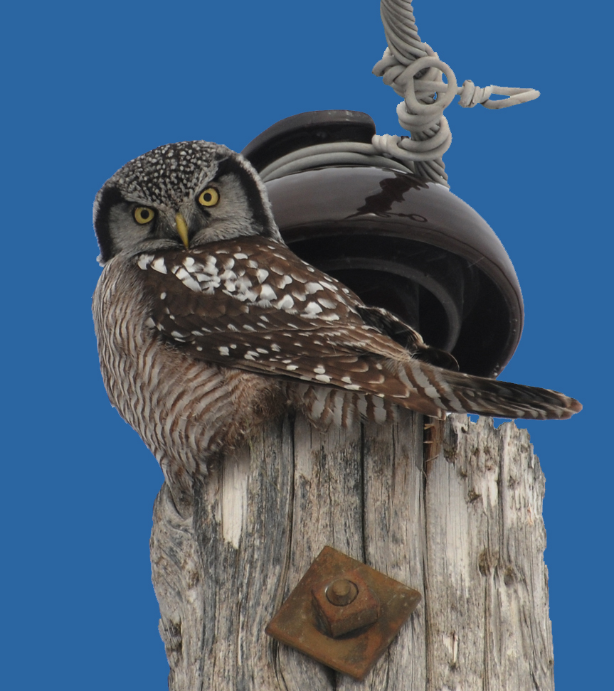 Northern Hawk Owl  (Surnia ulula)