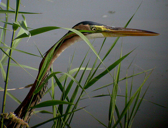 Purple Heron (Ardea purpurea)