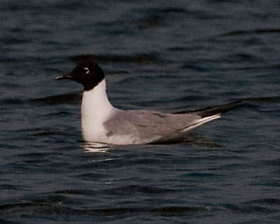 Bonaparte's Gull  (Chroicocephalus philadelphia) 