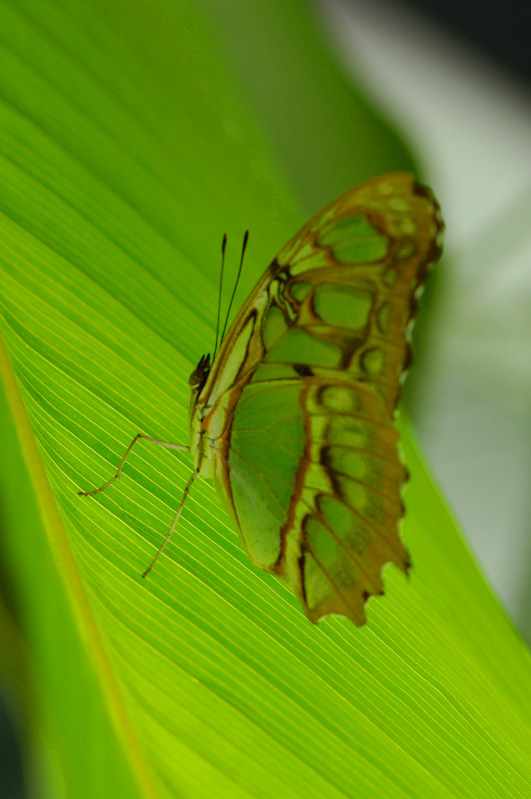 Monteverde Captive