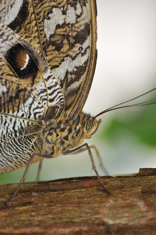 Amazonian Wildlife