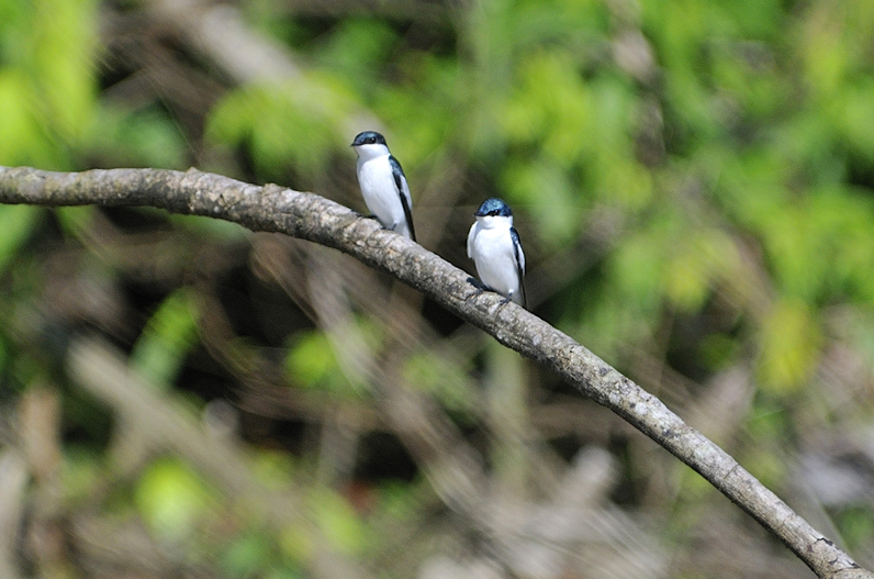 Amazonian Wildlife