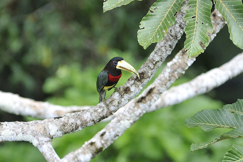 Amazonian Wildlife
