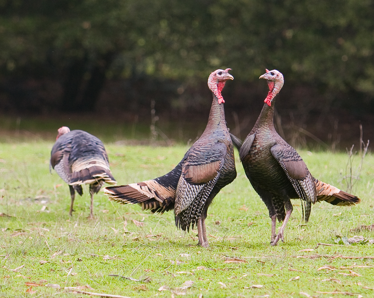 Thanksgiving tempers