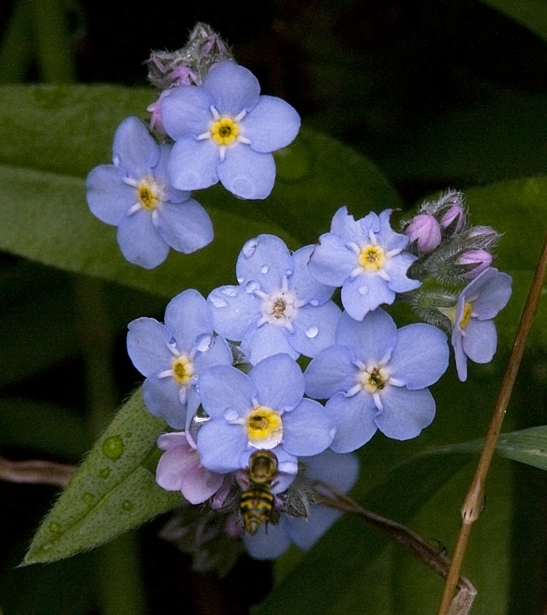  Bee at Forget Me Not